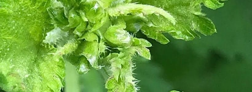 Nettle: The Rich Prince