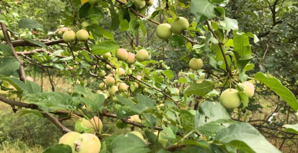 Innocence, Consciousness and Conscience