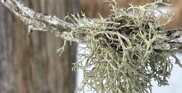 Usnea