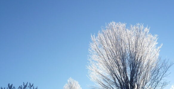 Winter is the Time for Dreaming