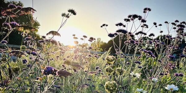 Sowing Seeds, Growing Culture