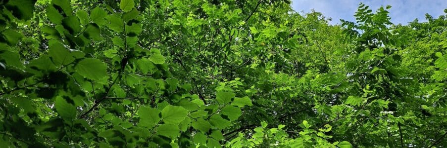 The Sacred Gardener, Steven Martyn, on Nature Calls – April 29, 2021