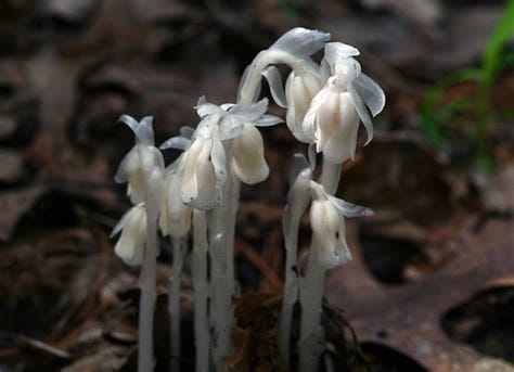Ghost Pipe, The Otherworldly Herb