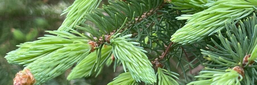 Recipe: Spruce tip salt